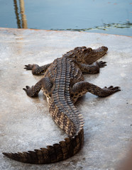 Naklejka premium Crocodile saltwater Thailand