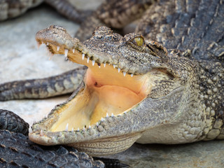 Obraz premium Crocodile saltwater Thailand