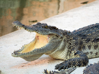 Crocodile saltwater Thailand