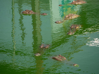 Crocodile saltwater Thailand