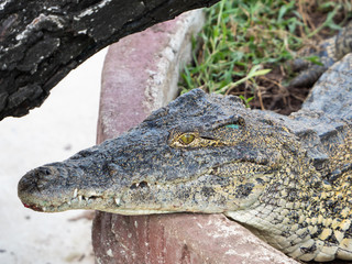 Crocodile saltwater Thailand