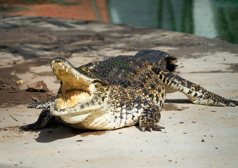Crocodile saltwater Thailand