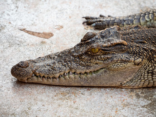 Crocodile saltwater Thailand
