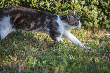 Cat running on sunny day outdoors
