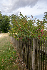 Alter Zaun mit Beerenstrauch Busch