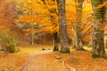 Path through the beech forest covered with leaves in autumn (Montejo de la Sierra, Spain)wallpaper,...