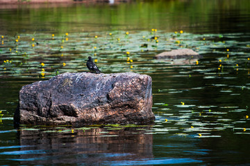 A large stone in the water with a dove