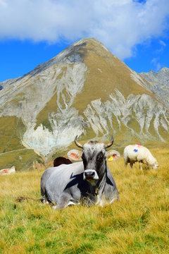 Entspannte und glückliche Kuh auf einer Almwiese in Südtirol