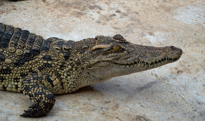 Crocodile saltwater Thailand
