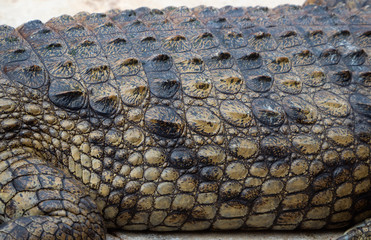 Crocodile saltwater Thailand