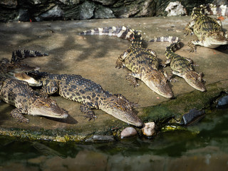 Crocodile saltwater Thailand