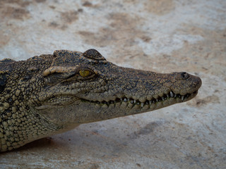 Crocodile saltwater Thailand