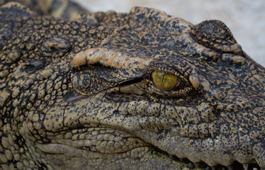 Obraz premium Crocodile saltwater Thailand