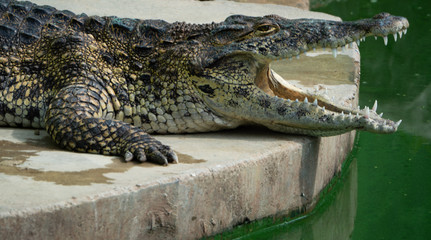 Fototapeta premium Crocodile saltwater Thailand
