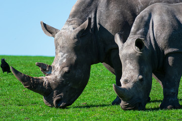 Naklejka premium Rhinos, mum and her calf enjoying the grass