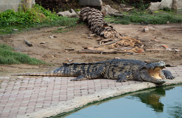 Crocodile saltwater Thailand