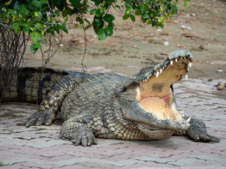 Crocodile saltwater Thailand