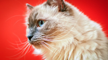 Nice Ragdoll cat. It is best known for its docile and placid temperament and affectionate nature. The name Ragdoll is derived from the tendency to go limp and relaxed when picked up.