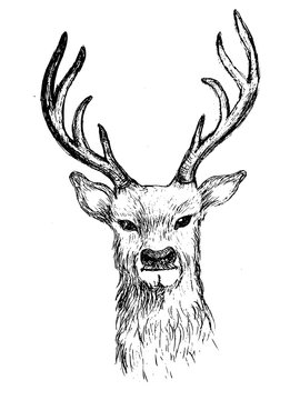 Deer head hand drawn illustration vector sketch