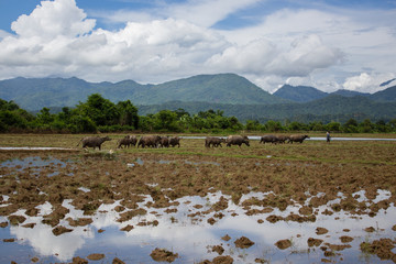 A cattle of water buffalo is walking in the rice field