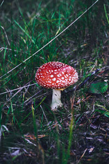 Amanita muscaria in a forest in Autumn