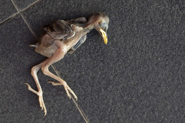Newborn Birds fall from the nest