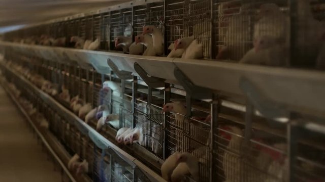 Breeding broiler chickens and chickens, broiler chickens sit behind bars in the hut, poultry house, chicken coop