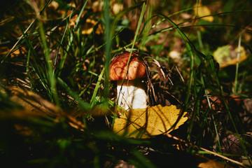 Seasons mushrooms in a forest in Autumn