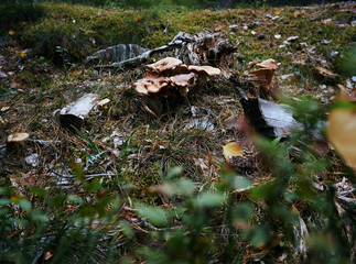 Mushrooms on a stump in a forest in Autumn