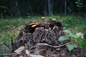 Mushrooms on a stump in a forest in Autumn