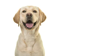 Foto op Aluminium Portret van een blonde labrador retriever-hond die naar de camera kijkt met een grote glimlach geïsoleerd op een witte achtergrond © Elles Rijsdijk