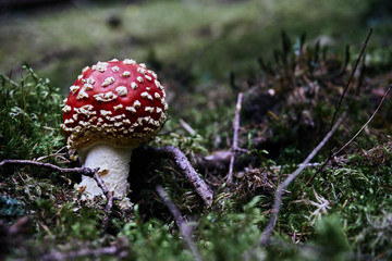 Amanita muscaria in a forest in Autumn