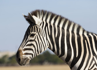 Fototapeta na wymiar muzzle of a zebra against the sky