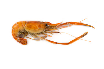 grilled shrimp isolated on white background