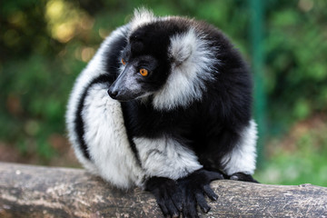Lemur monkey from madagascar