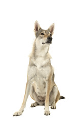 Sitting female tamaskan hybrid dog isolated on a white background glancing away