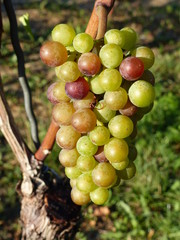 Bunte Weintraube