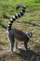 Lemur monkey from madagascar
