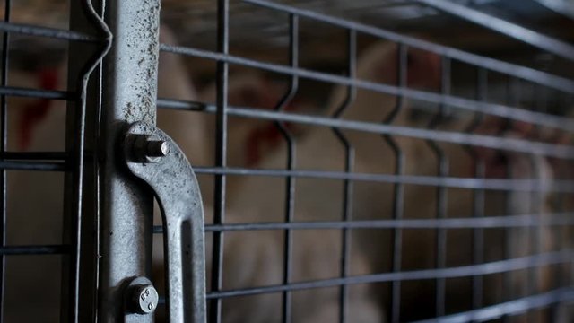 Breeding broiler chickens and chickens, broiler chickens sit behind bars in the hut, poultry house, aviary