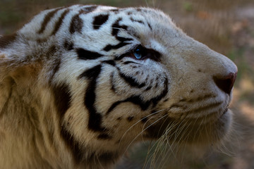 Wild Cat  white Bengal Tiger 