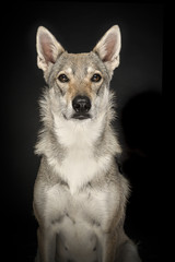 Portrait of a female tamaskan hybrid dog looking at the camera on a black background