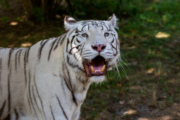 Wild Cat  white Bengal Tiger 