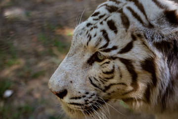 Wild Cat  white Bengal Tiger 
