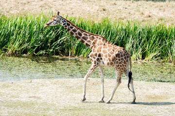 Giraffe wildlife Safari