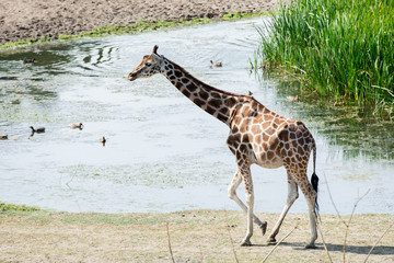 Giraffe wildlife Safari