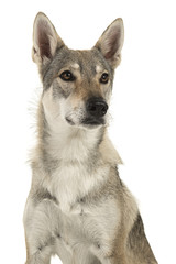 Portrait of a female tamaskan hybrid dog glancing away to the right isolated on a white background