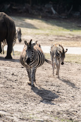 Wild Zebra in Savanna 
