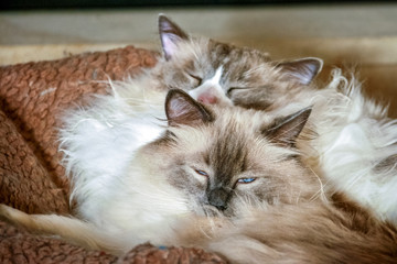 Two nice Ragdoll cats. It is best known for its docile and placid temperament and affectionate nature. The name Ragdoll is derived from the tendency to go limp and relaxed when picked up.