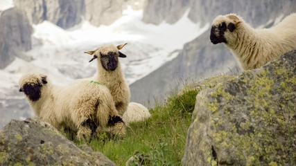 In the mountains of the Fieschertal (Valais, Switzerland) we encounter three Valais Blacknose sheep, or Walliser Schwarznasenschaf, a breed of domestic sheep originating from this region. 