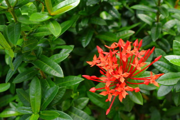 orange spike flowers or ixora